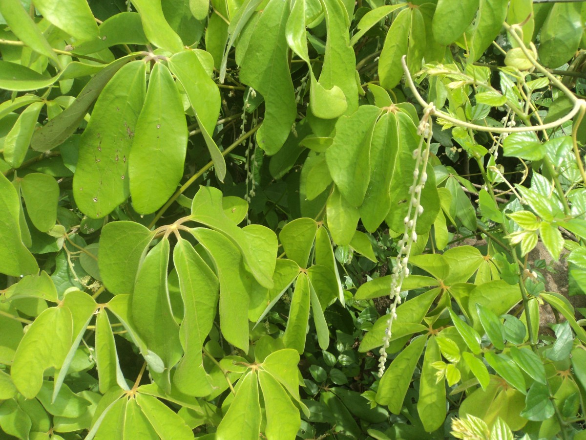 Dioscoreaceae